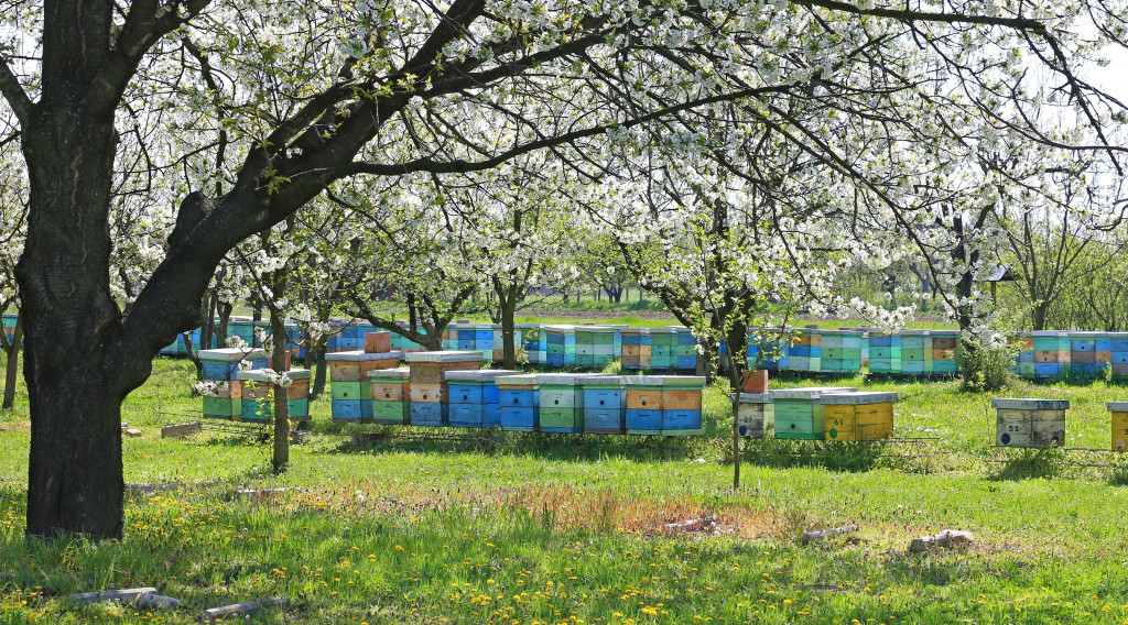 Apiculture en avril : Comment conduire ses ruches ?