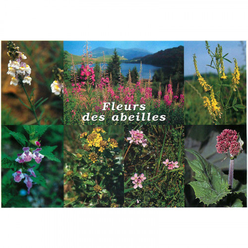 Carte Postale Fleurs Des Abeilles Achat Vente Carte Postale Fleurs Des Abeilles Achat Vente