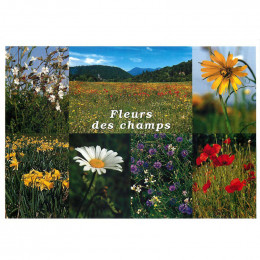 Carte postale Fleurs des champs