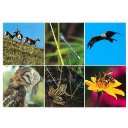 Carte postale Faune du Massif central