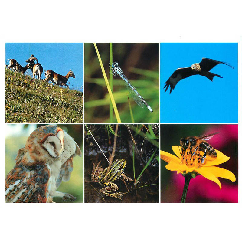 Carte postale Faune du...
