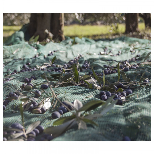 Filet à Olives 10x10m