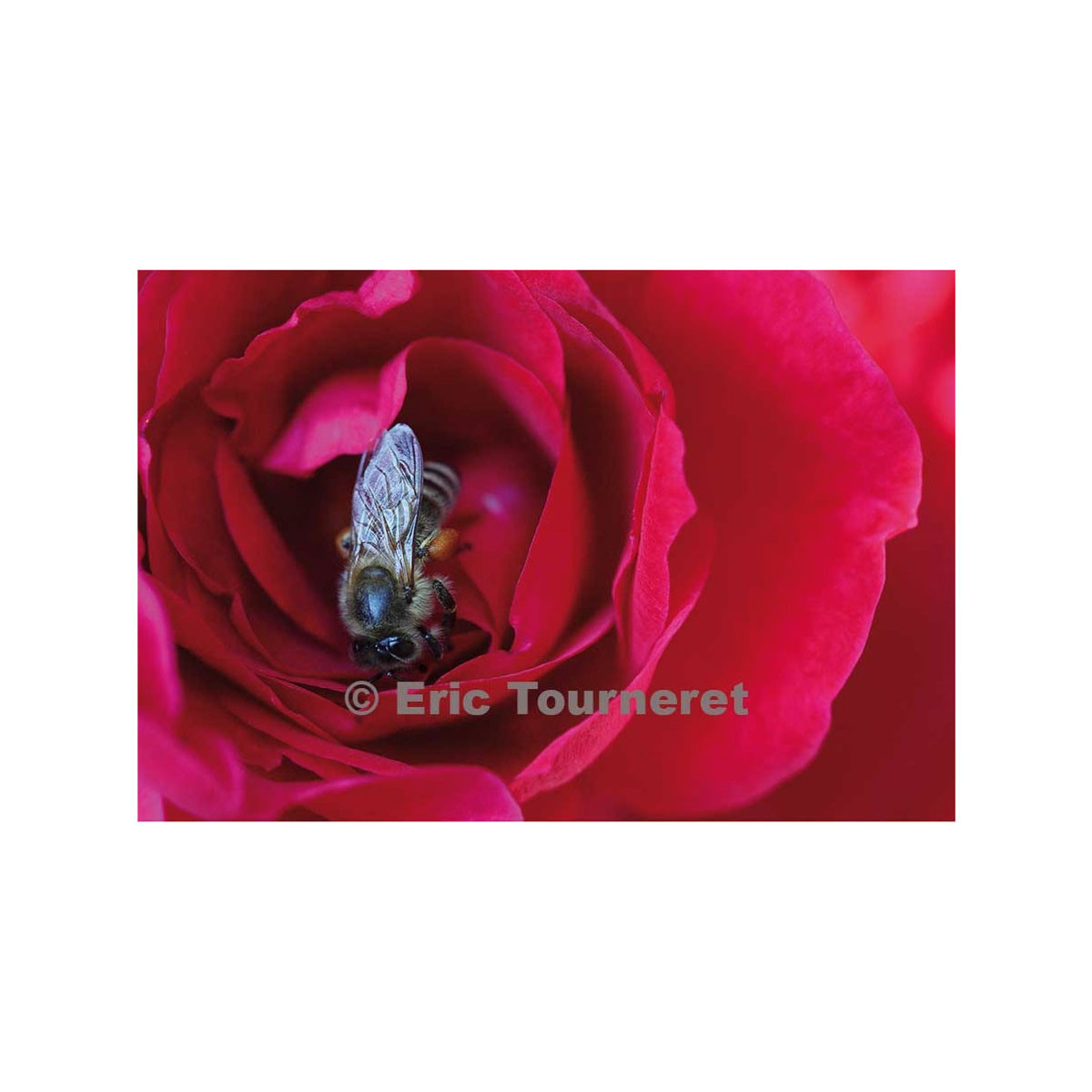 Carte postale «La rose et...
