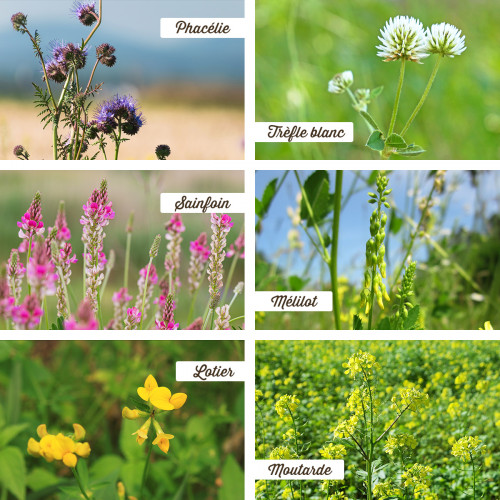 Mélange mellifère 5kg