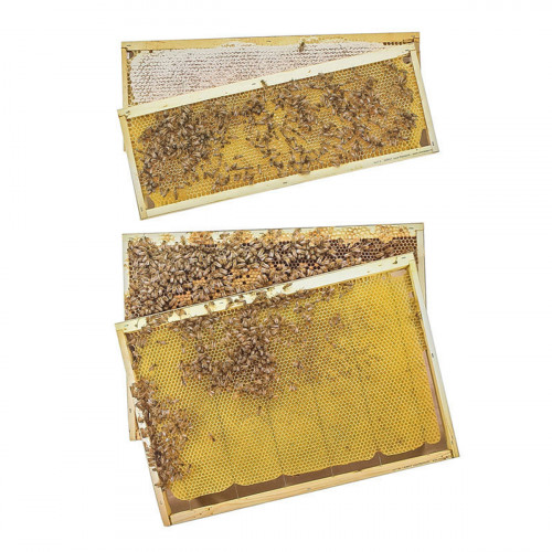 Kit pédagogique photos pour cadres Dadant corps et hausse