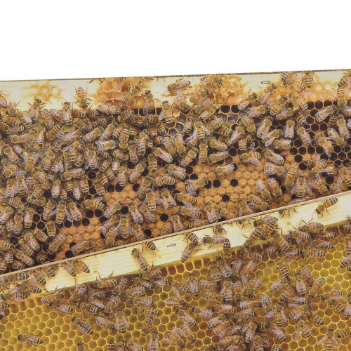 Kit pédagogique photos pour cadres Dadant corps et hausse