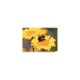 Magnet abeille sur fleur jaune