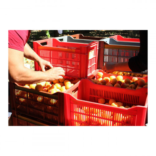 Lot de 6 caisses ajourées empilables 34 litres pour fruits et olives