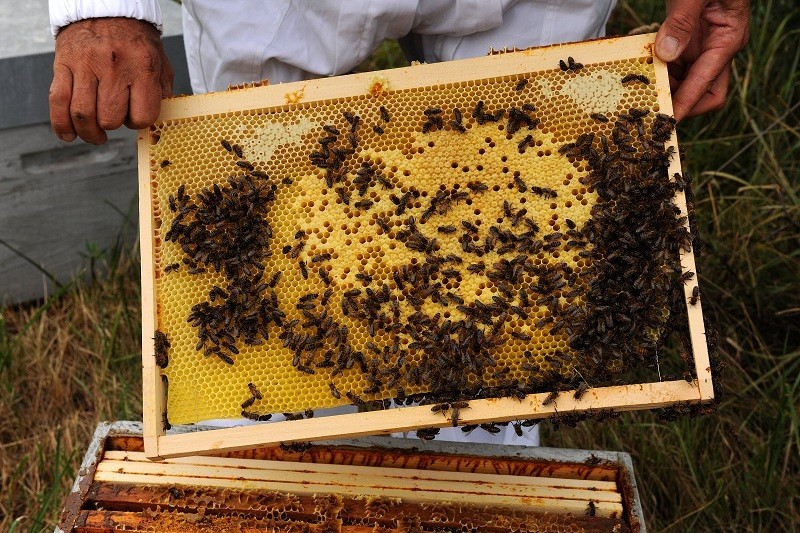 Essaim d’abeilles sur 6...