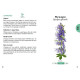Le petit guide des plantes à abeilles