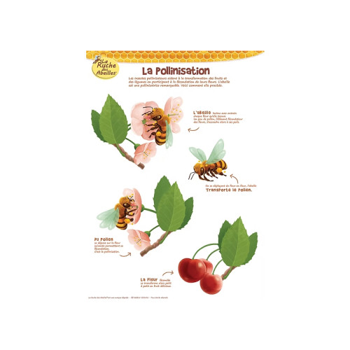 Kit de 5 posters pédagogiques série 2