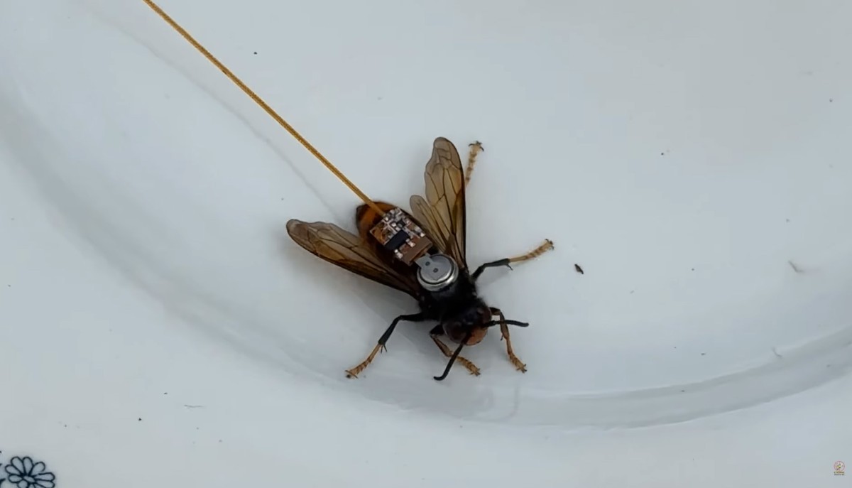 traceur GPS frelon asiatique