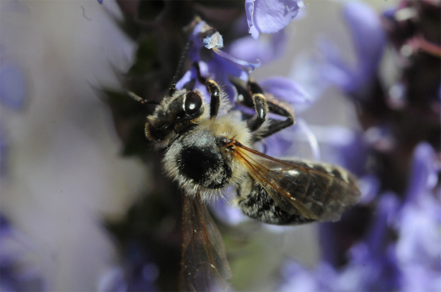 Abeille caucasienne ou abeille grise (Apis mellifera caucasica)