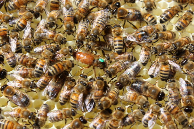 Reine abeille