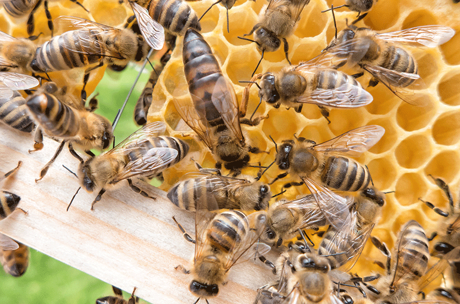 Pourquoi les abeilles tuent la reine ?