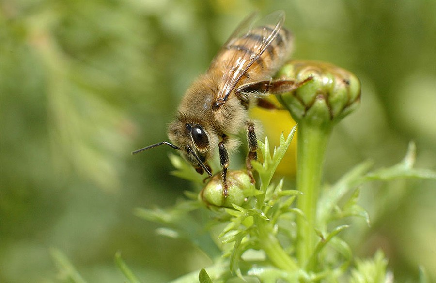 Abeille italienne (Apis Mellifera Ligustica)