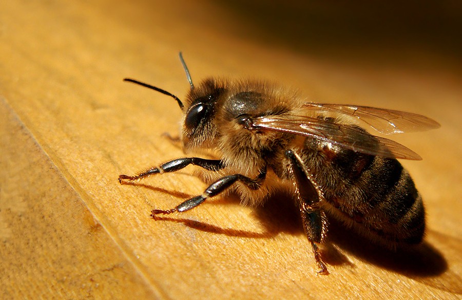 Abeille noire (Apis Mellifera Mellifera)