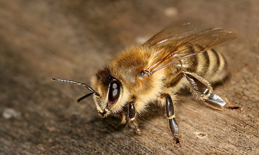 Abeille carniolienne (Apis mellifera carnica)