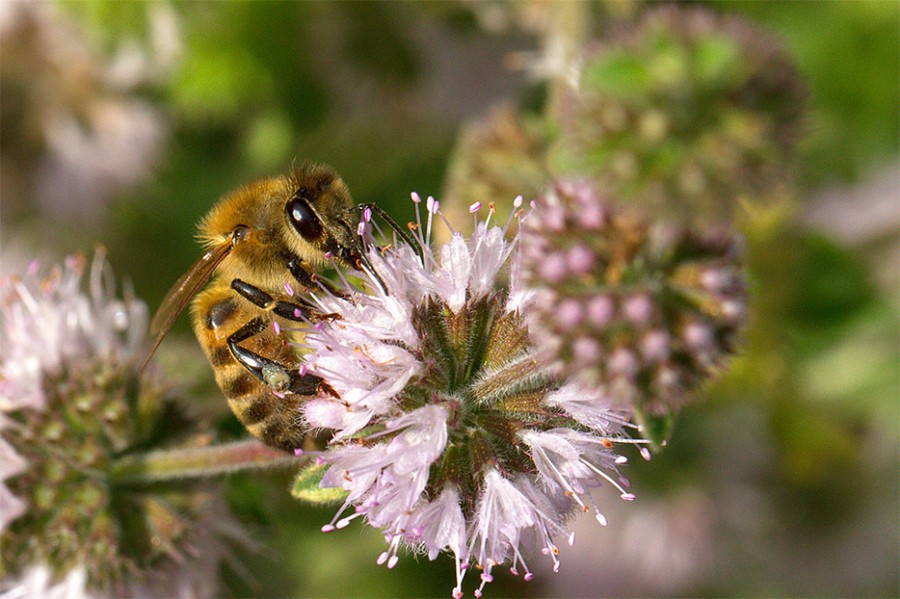 L'abeille Buckfast