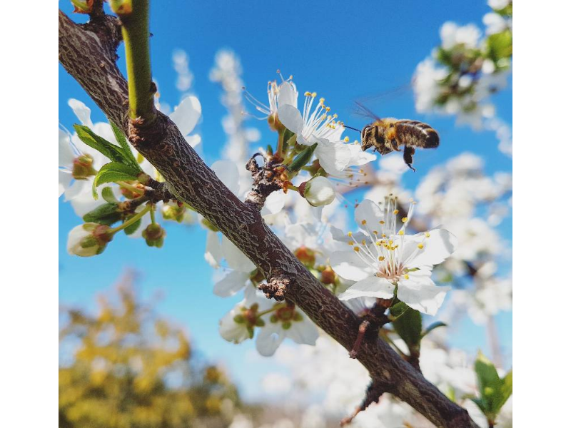 La définition du Printemps