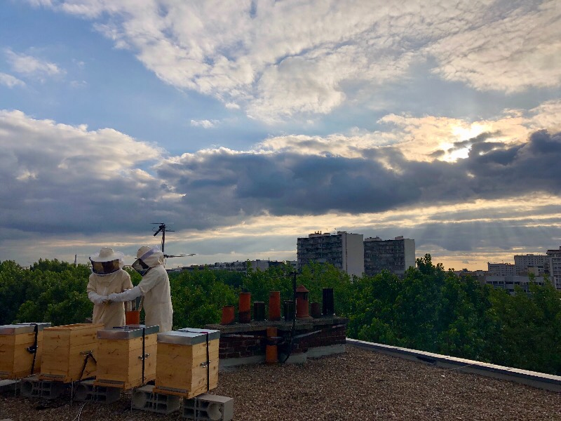 Le coucher des abeilles parisiennes