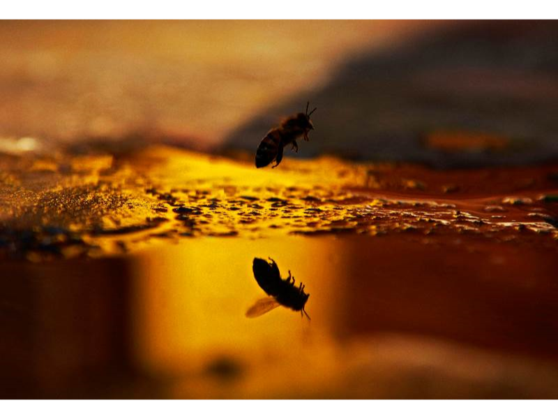 Abeille sur un pavé en coucher de soleil