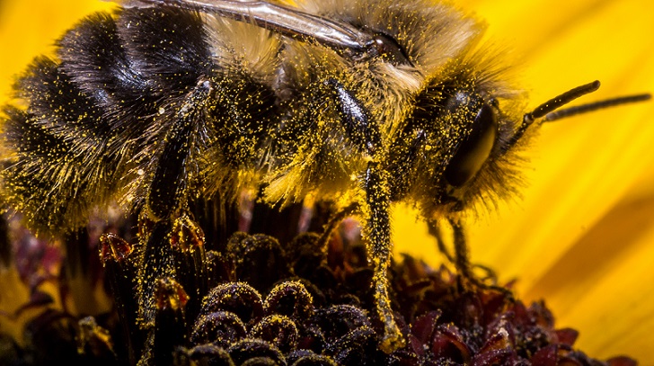 genome de l'abeille