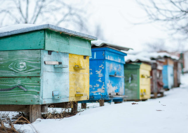 L'apiculture en Russie : le meilleur miel du monde