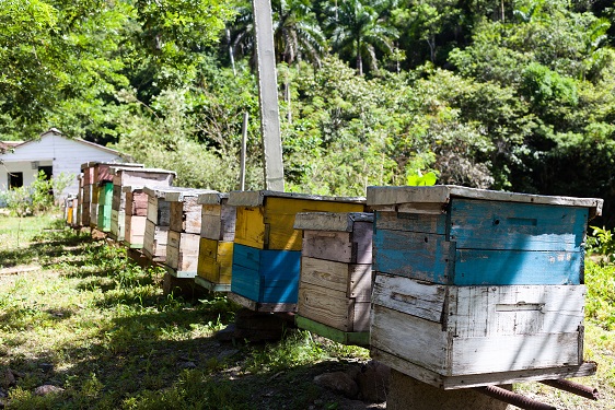 Apiculture a Cuba