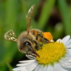 abeille-noire