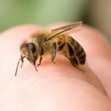 reaction allergique abeille