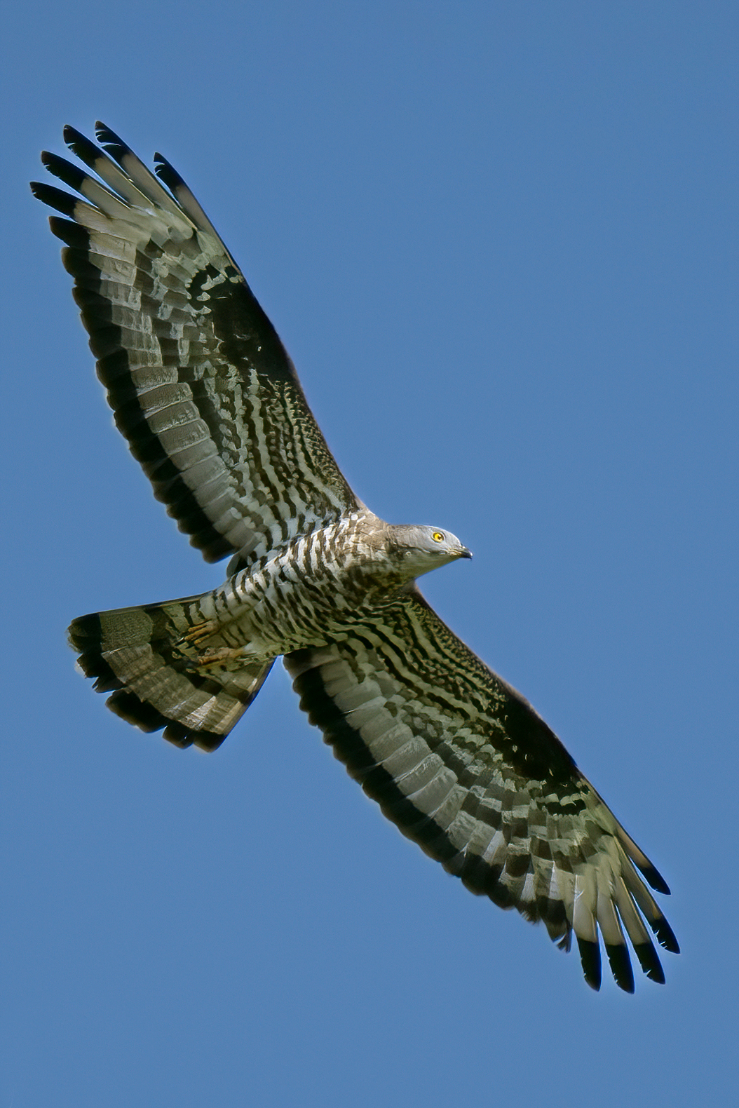Bondrée apivore prédateur de frelon
