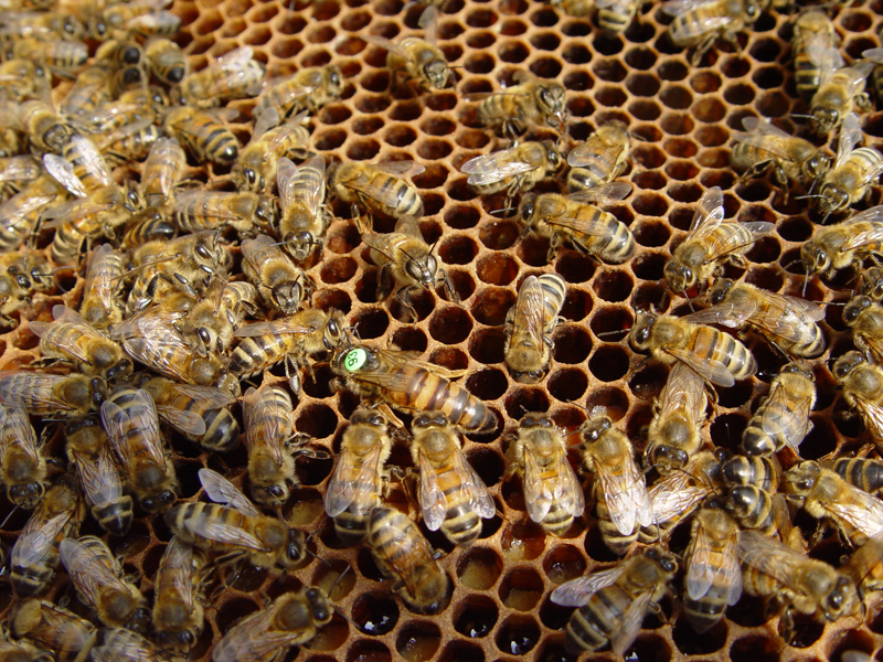 reine abeille marquée