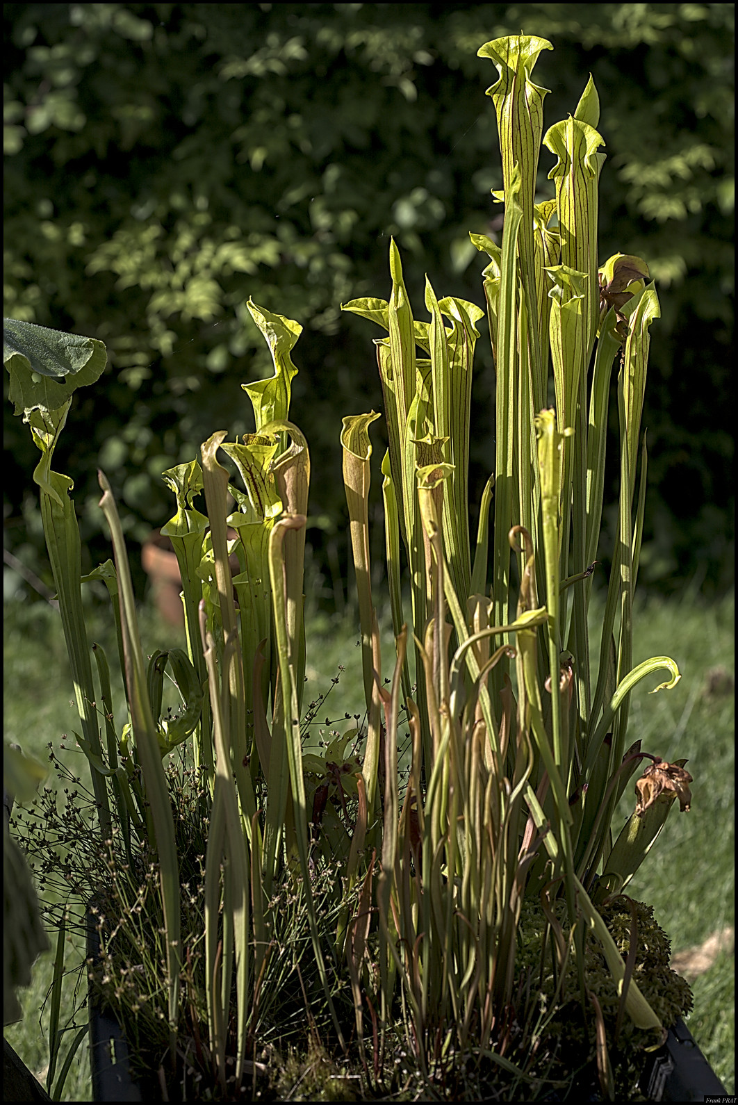 sarracenia