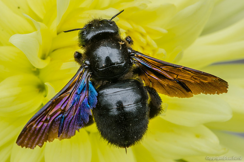 abeille charpentiere