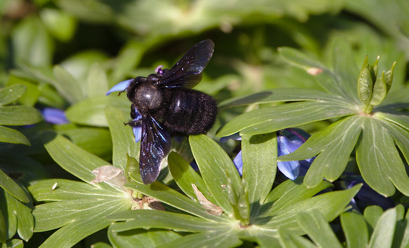 abeille charpentiere