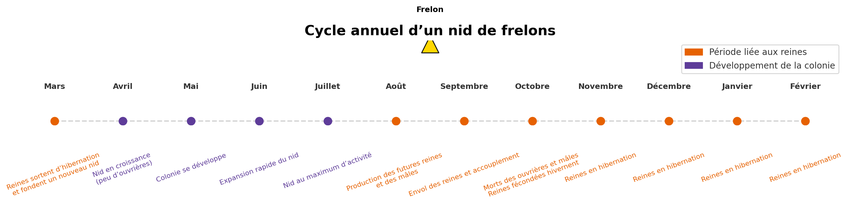 Cycle annuel nid de frelon infographie