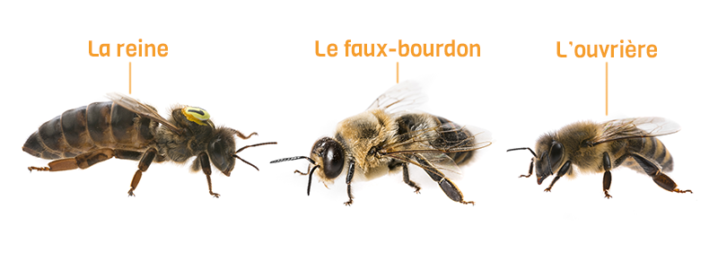 Cure de pollen et pain d'abeille : comment bien choisir ?