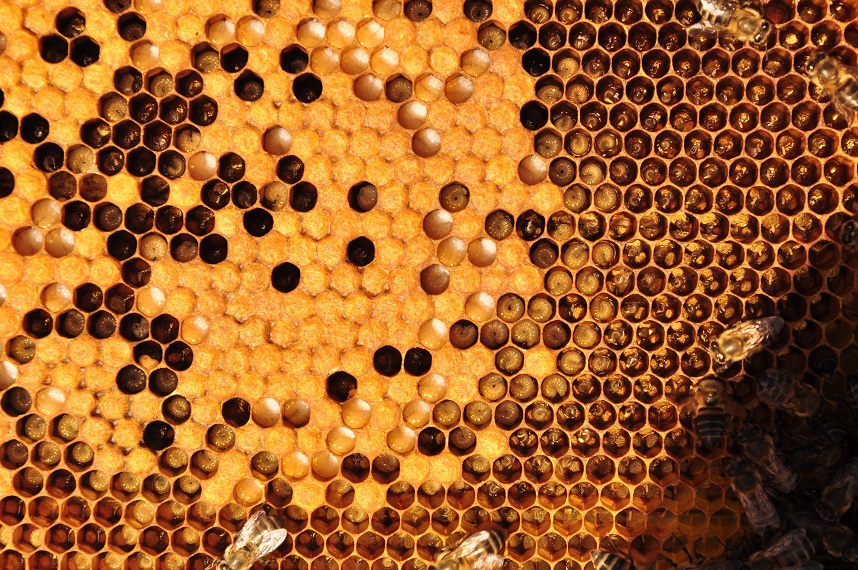 Informations sur l'importance du couvain d'abeille — free download
