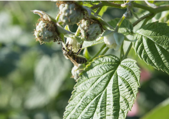 La plante mellifère : le framboisier