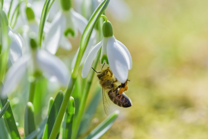 Perce neige plante apiculture