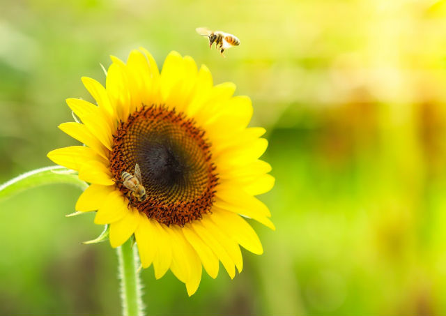 Le tournesol, plante mellifère