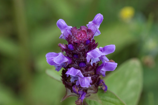 Plante mellifère : Brunelle