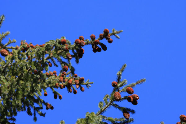 Le sapin Blanc plante mellifère