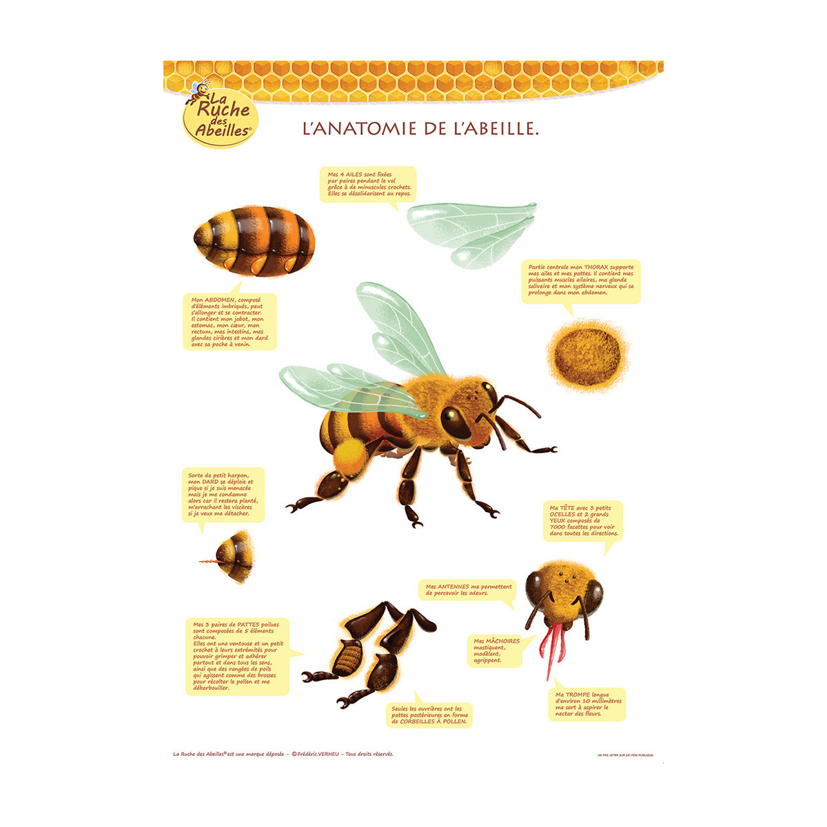 Poster L'anatomie de l'abeille