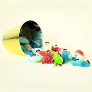 Candis pour abeilles