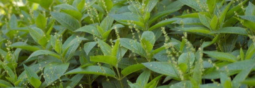 Plante mellifère : la mercuriale