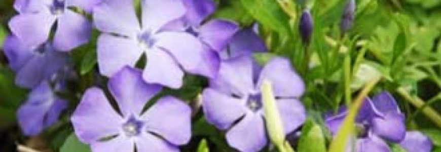 Plante mellifère : la pervenche