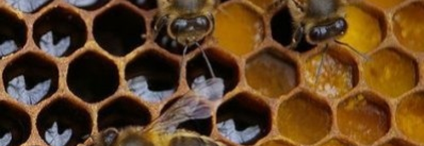Les différentes saisons de l'apiculture