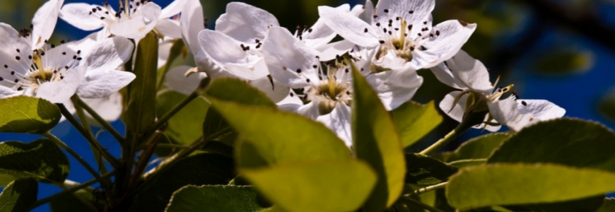 Plante mellifère : l'aubépine